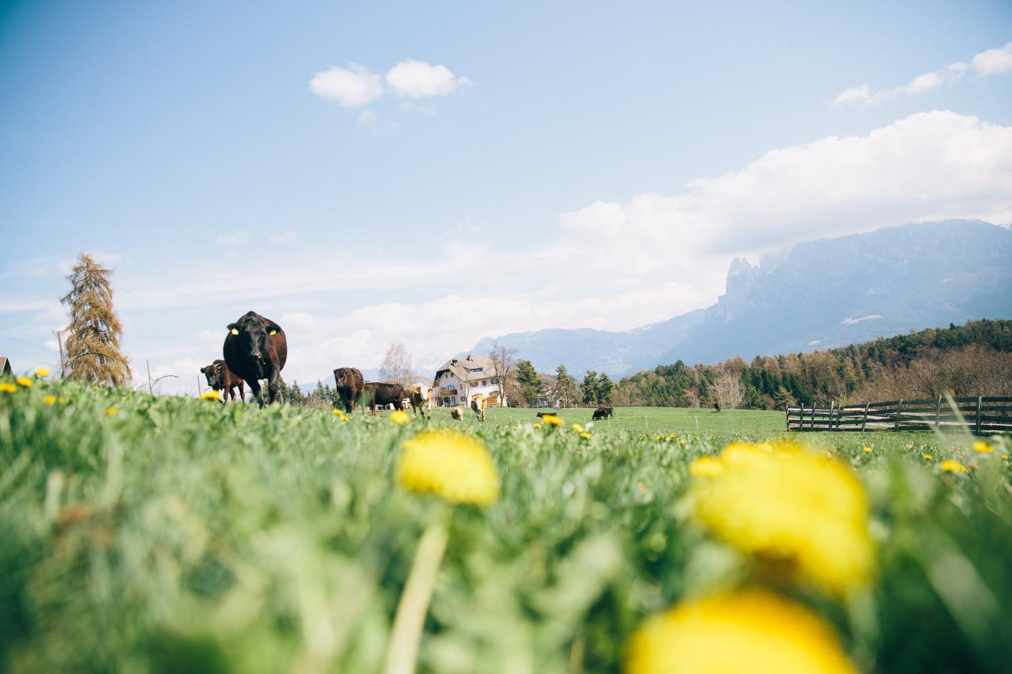 Alpin Farm Birke - Oberweidacherhof Collalbo Exterior photo