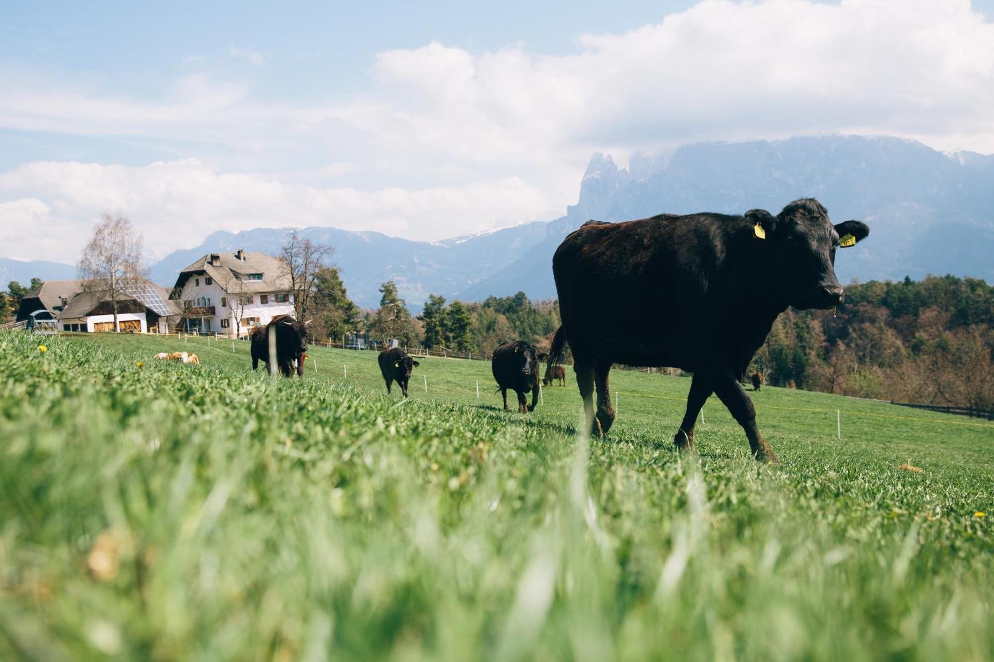 Alpin Farm Birke - Oberweidacherhof Collalbo Exterior photo